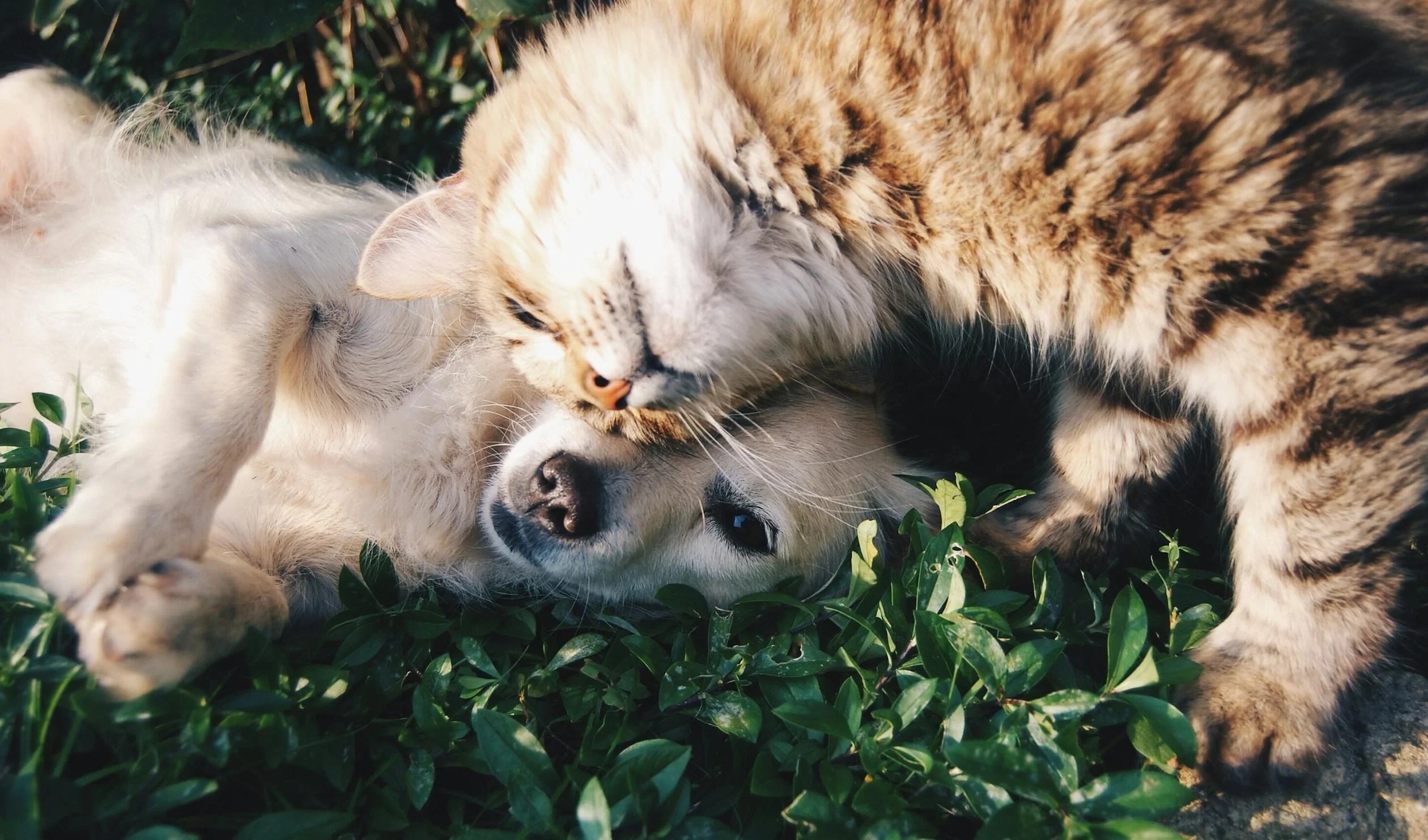 A puppy and a kitten cuddling on green grass.