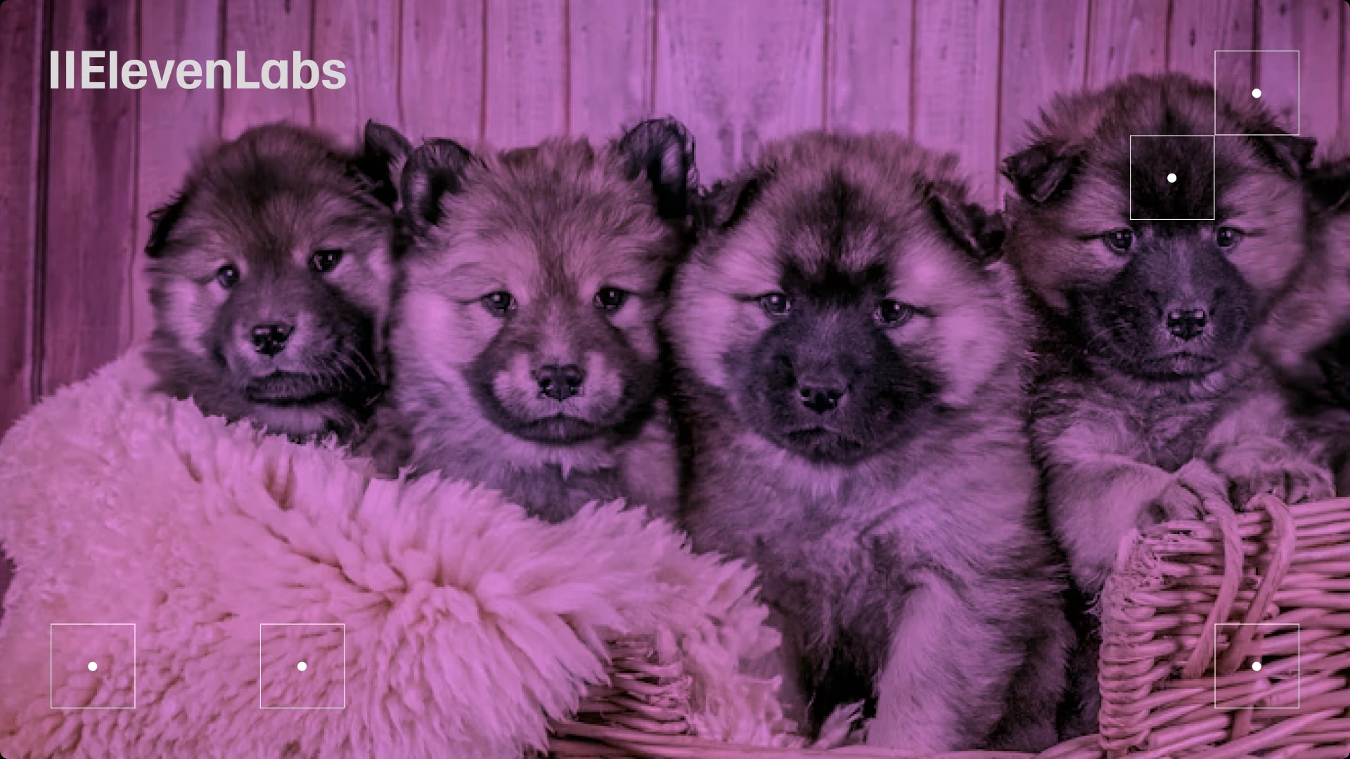 Four puppies sitting in a wicker basket with a pink blanket, against a wooden background.