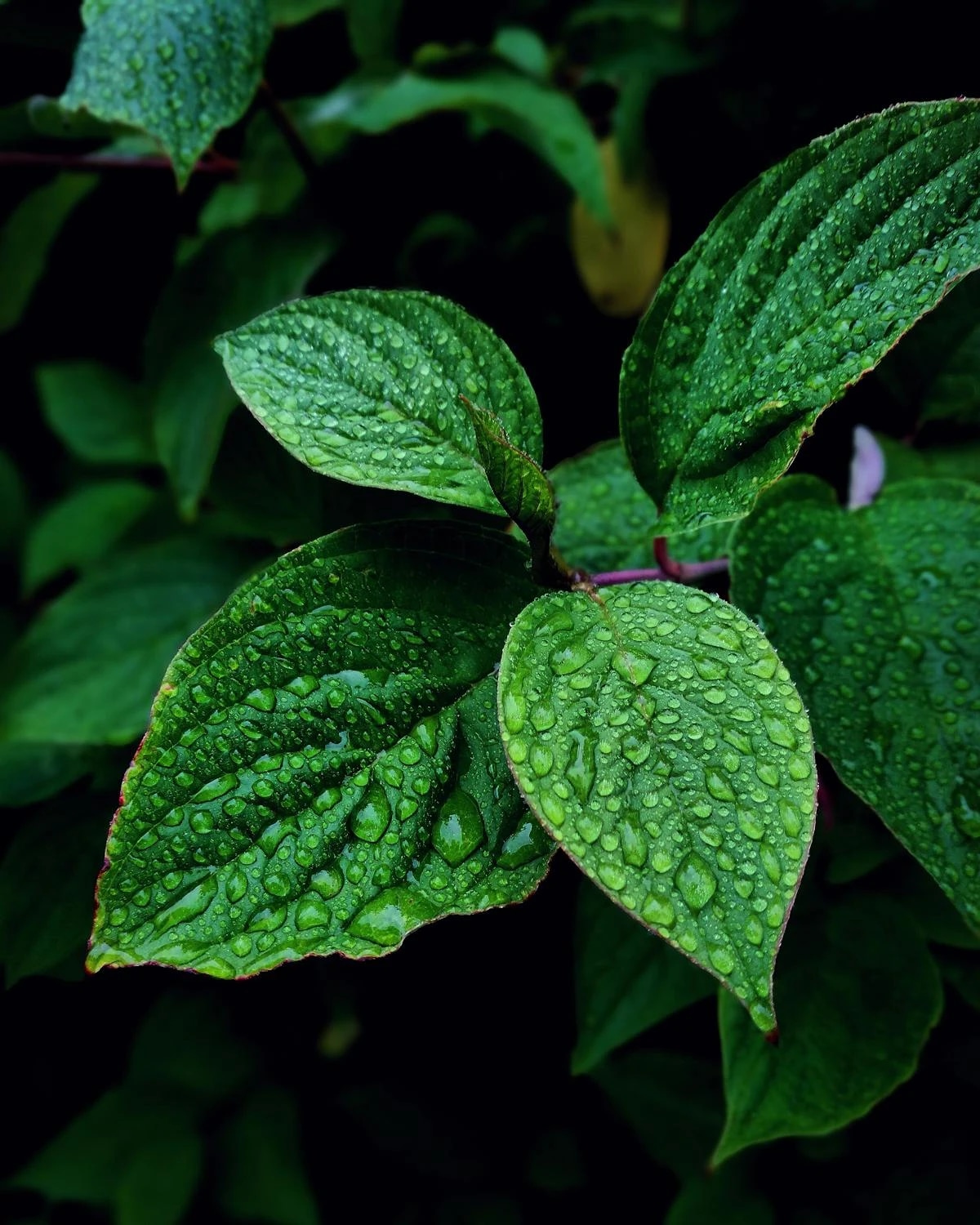Green leaves with water droplets.