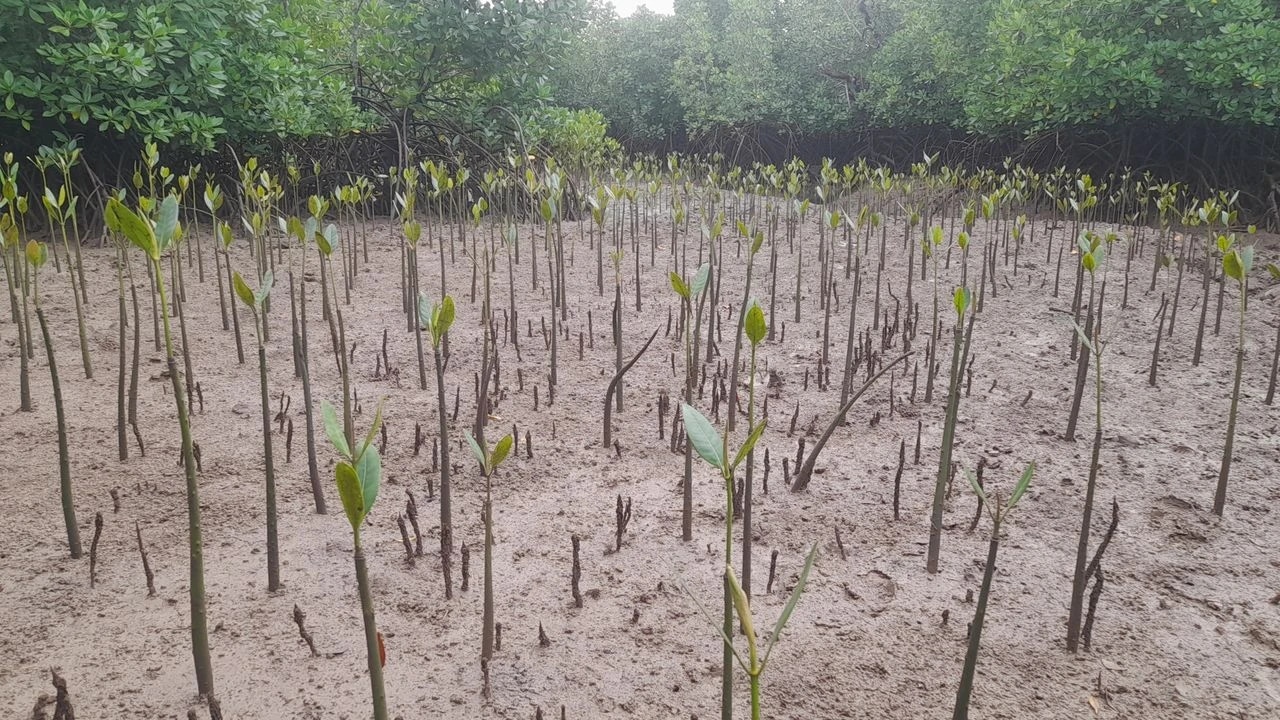 Young mangrove saplings growing in sandy soil with mature mangroves in the background.
