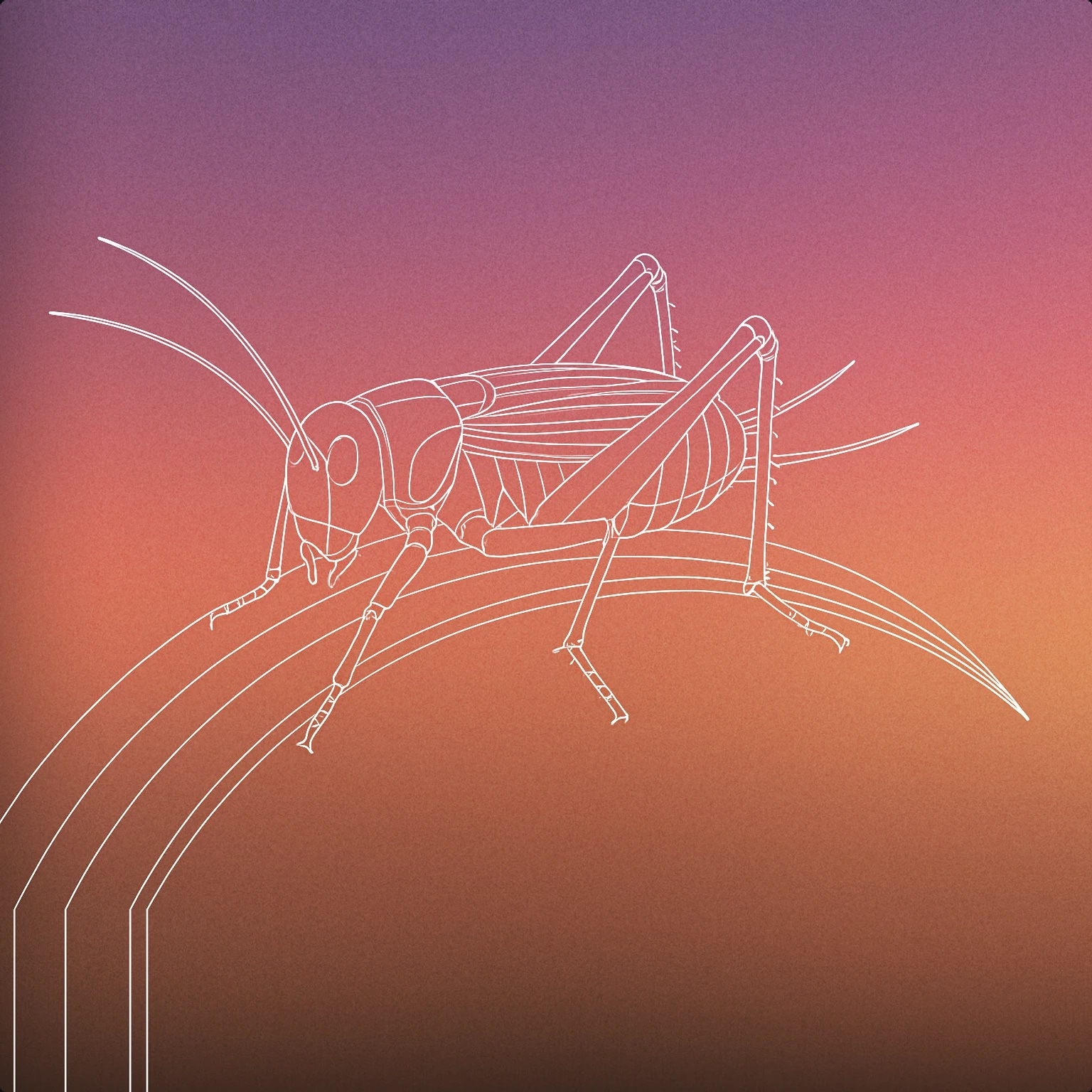 Cover of a single cricket perched on a curved blade of grass for Crickets Chirping sound effects