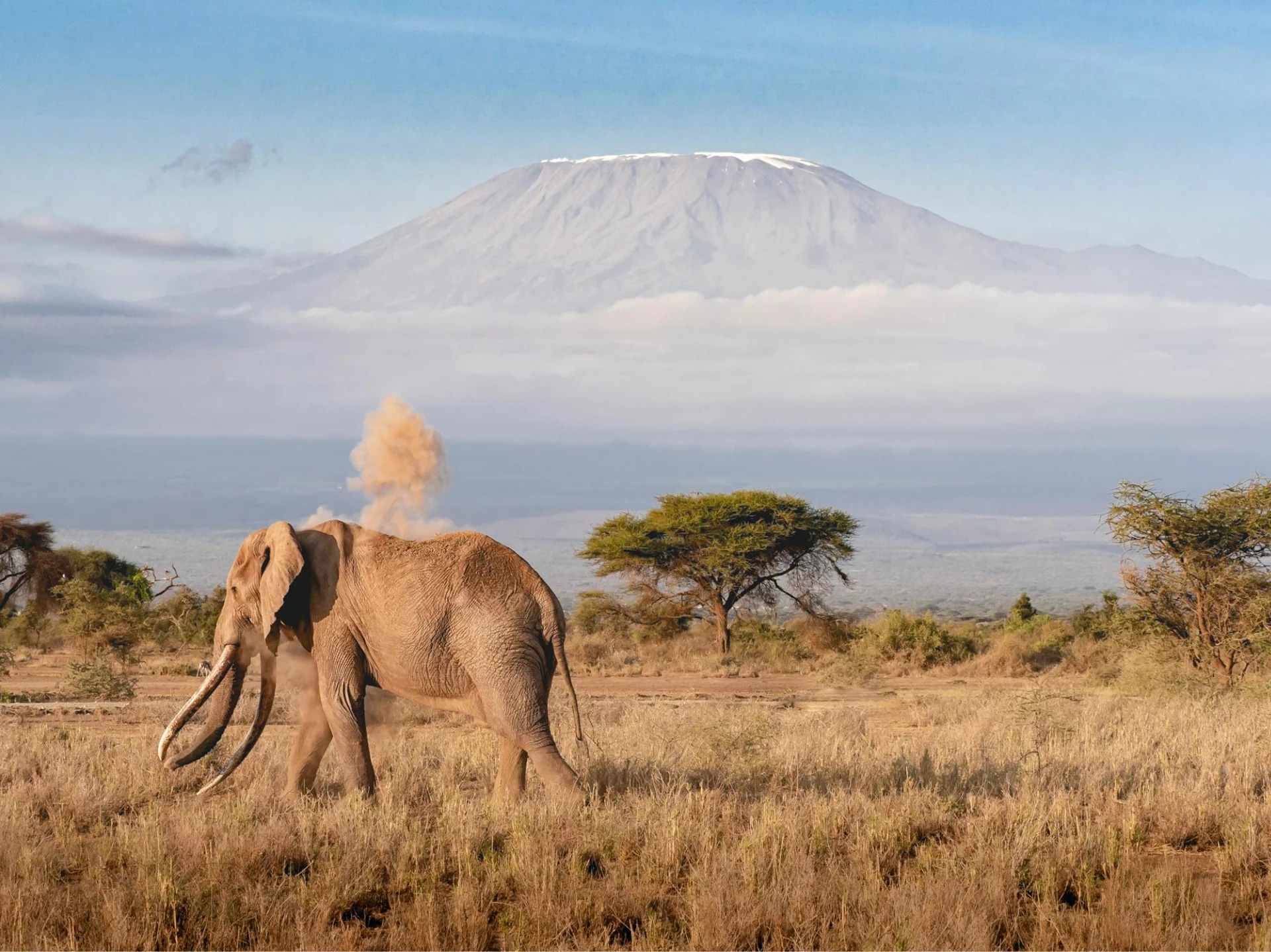 An elephant walking across a grassy plain with trees, with a volcano and smoke in the background.